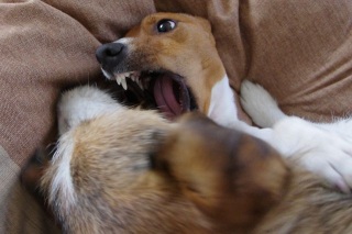 ƁEEE