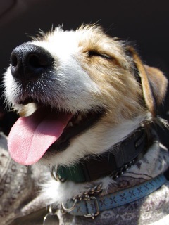 BIG SMILE