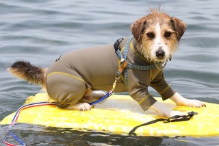 surfin